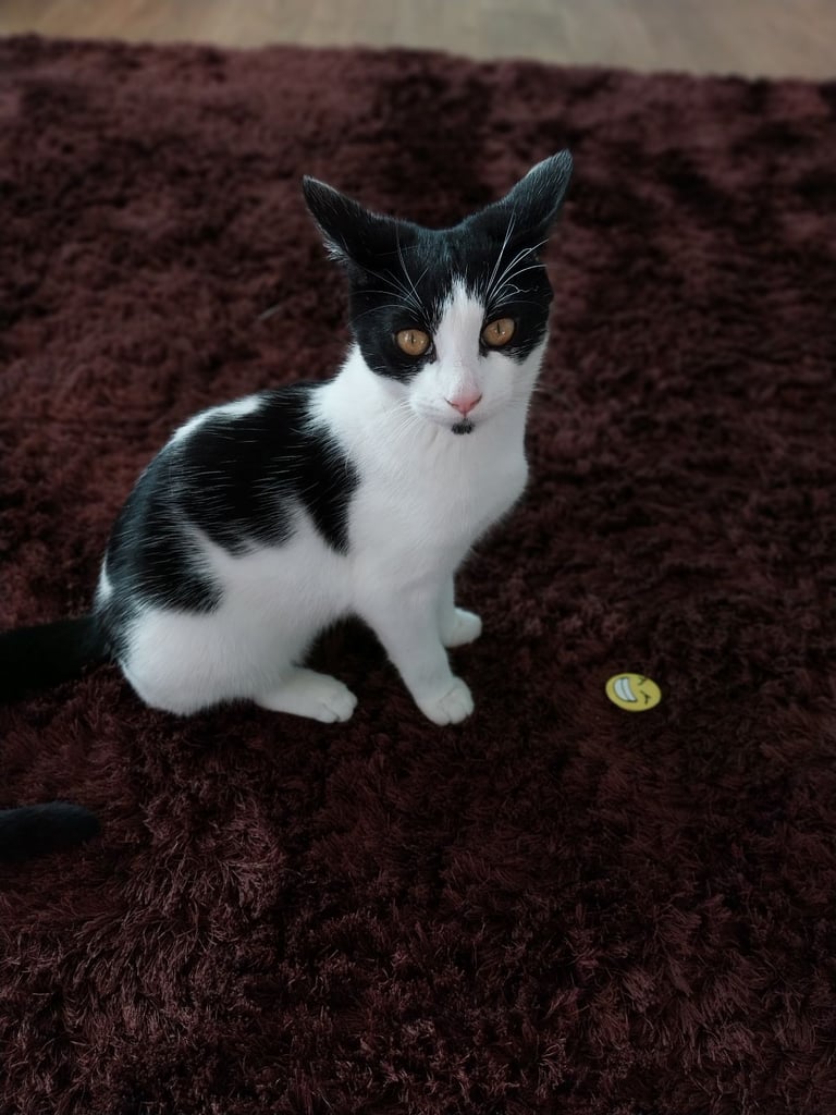 image for Kitten
