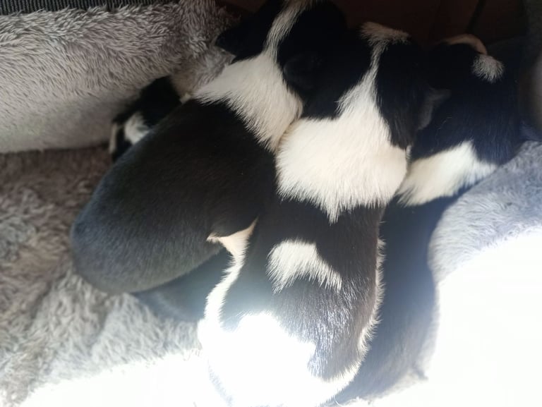 Collie puppies for sale 