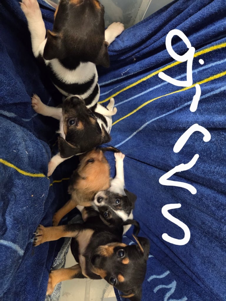 Jack russell pups 