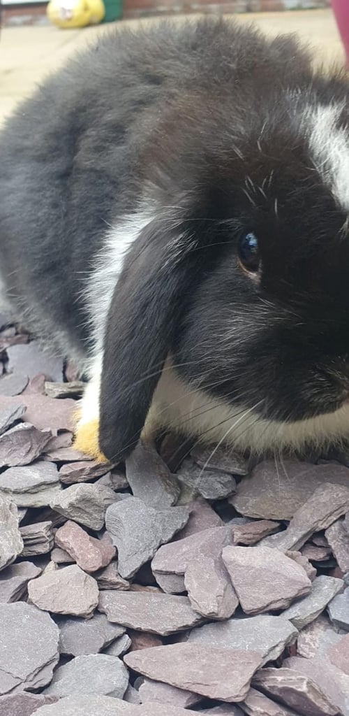 Minilop rabbit