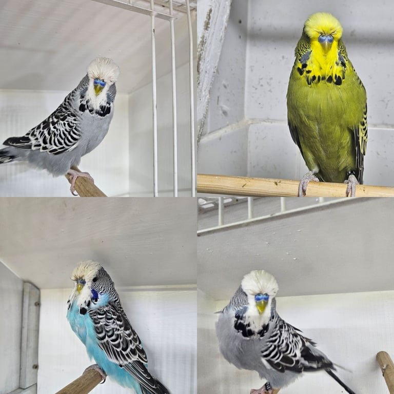 image for Exhibition budgies for sale 