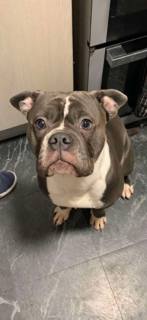 French and english bulldog 