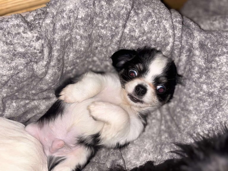 Tiny chihuahuas, long haired, £800 each 