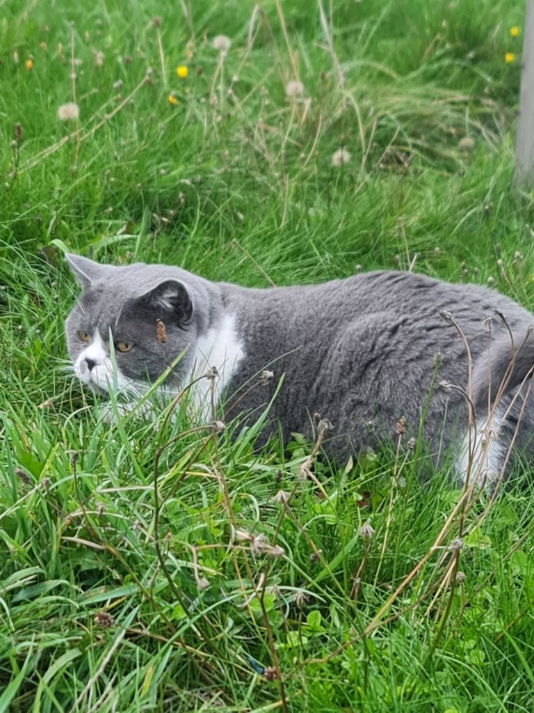 British Short Haired Male Cat