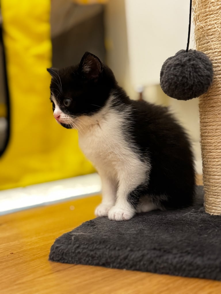 Kittens 