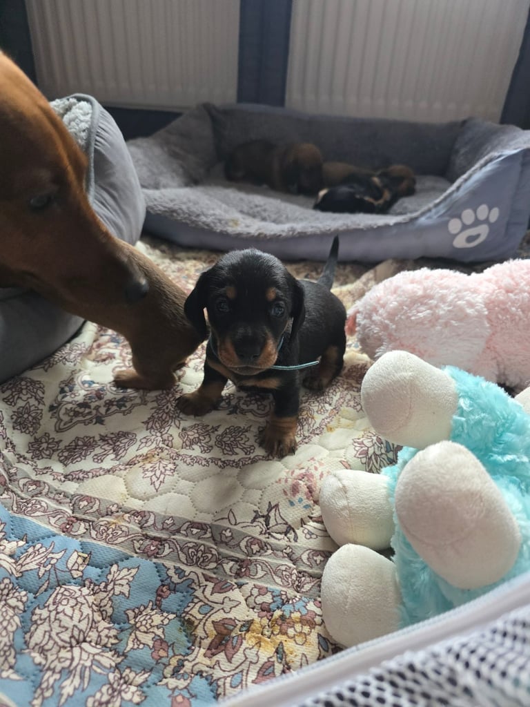 Miniature Dachshunds Seeking Forever Homes 