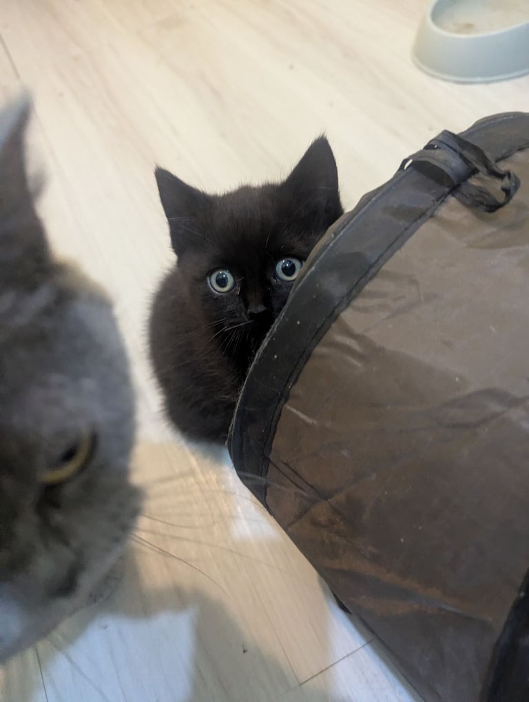 Chocolate BSH Kitten – Ready Now,!