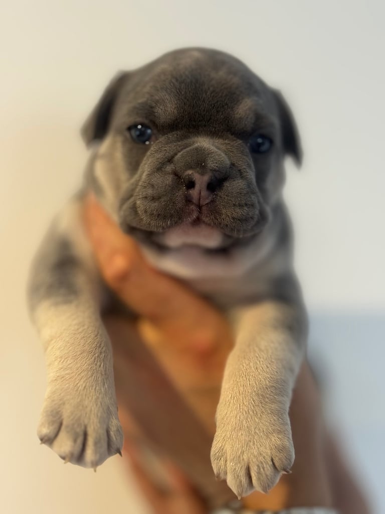 French Bulldog Puppies for Sale – Ready 8th December