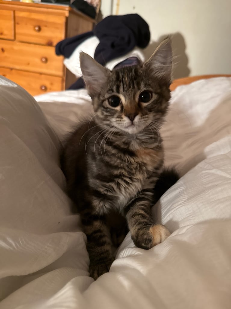 3 month old kitten tabby 