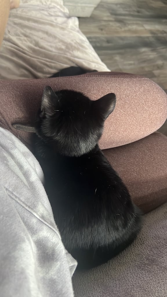 British shorthair mix
