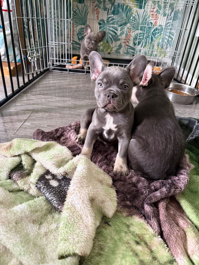 French bull dog puppies 