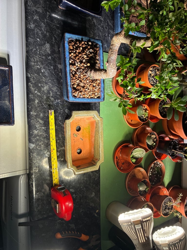 Yellow/green bonsai pot