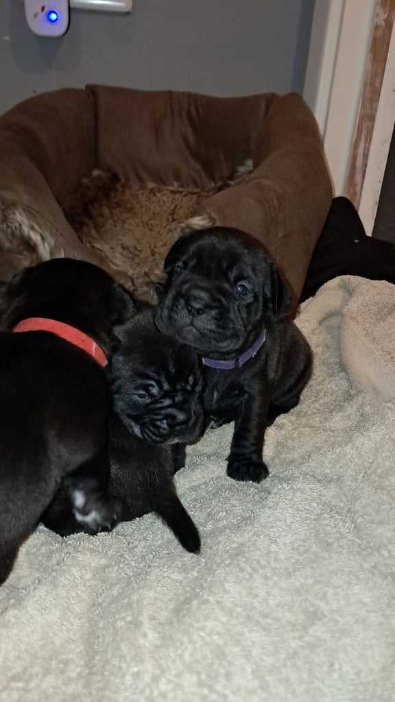 Frenchbulldog cross puppies 5 left 