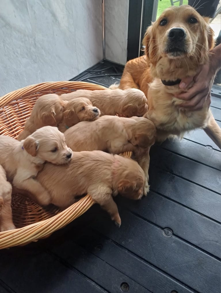 golden retriever READY TO LEAVE NOW