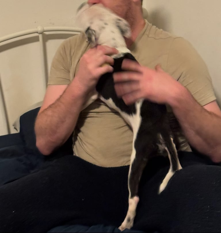 Staffordshire Bull Terrier Male Puppy