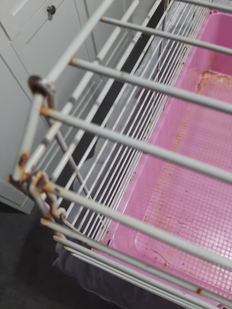      FREE GUINEA PIG CAGE