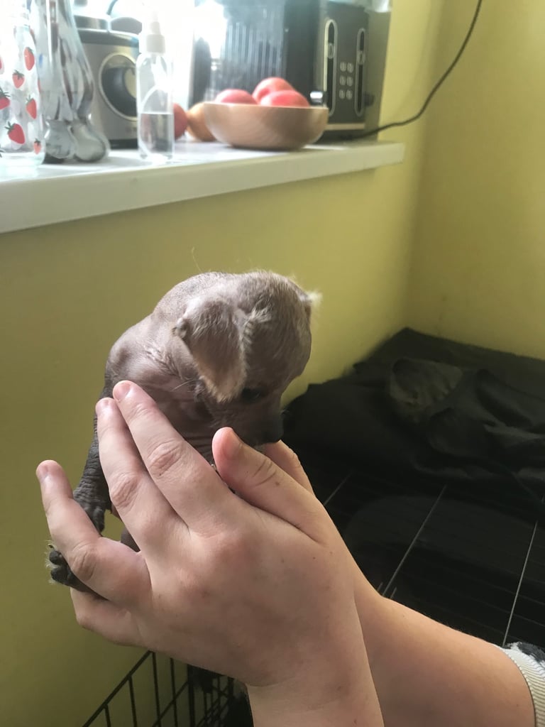 Rare Chi Chi Puppies