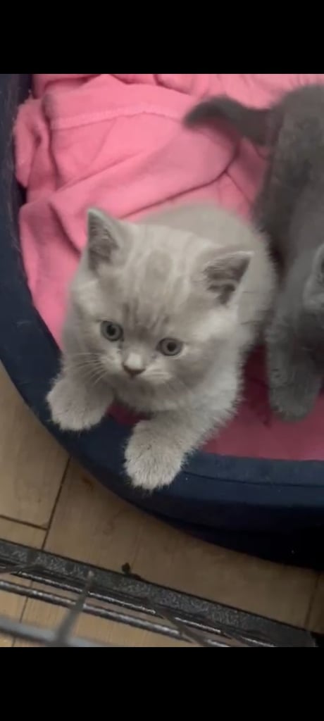 BRITISH SHORT HAIR LAST MALE BLUE Ready now  