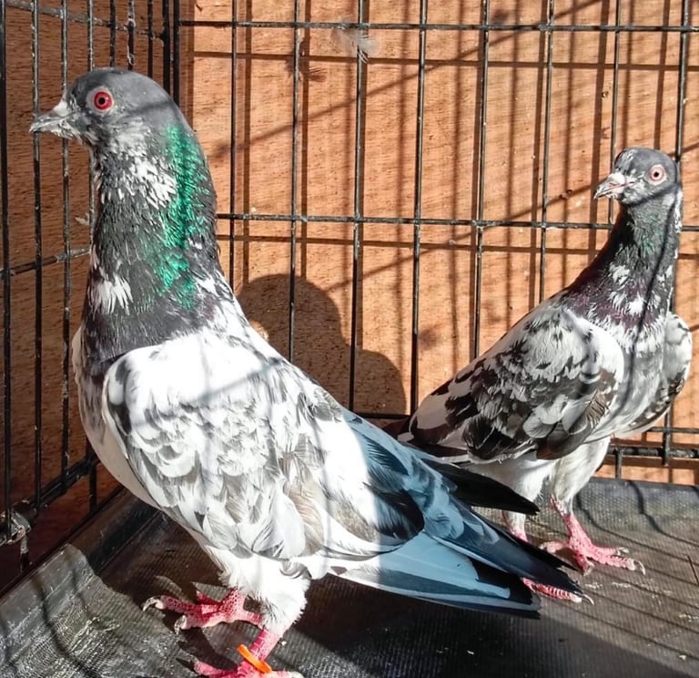 Pakistani Hi- flying  pigeons 