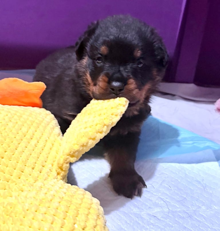 Beautiful purebred Rottweiler Puppy