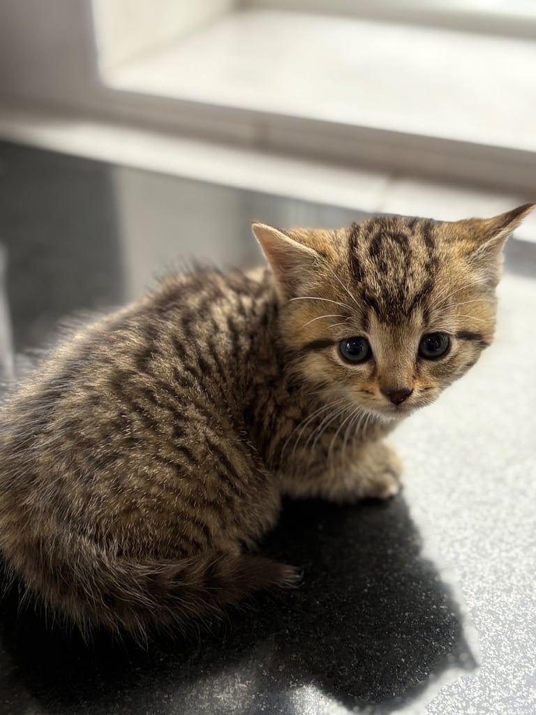 Cats kittens looking for homes only 3  remaining