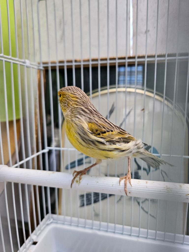 Canary 