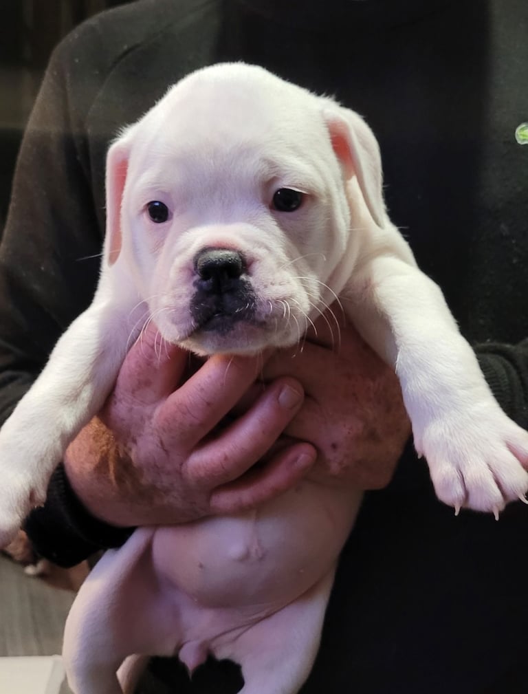 Dorset old tyme bulldogs 