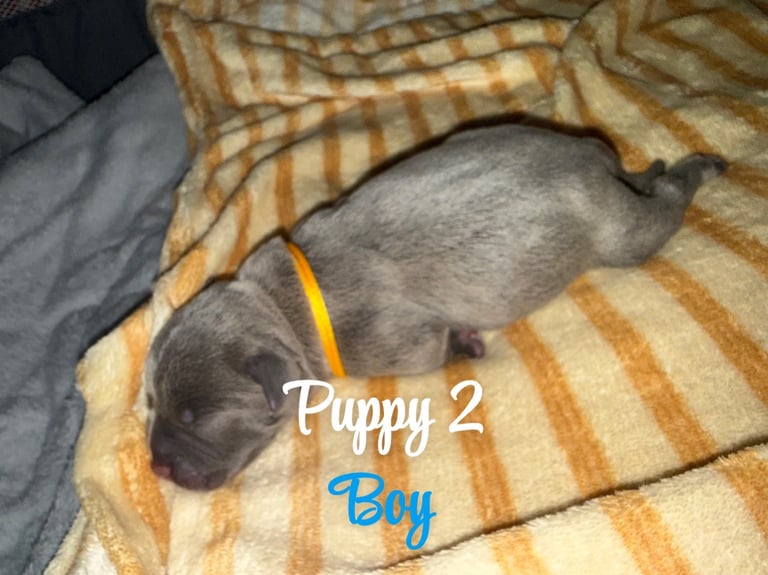 Staffordshire bull terrier puppies