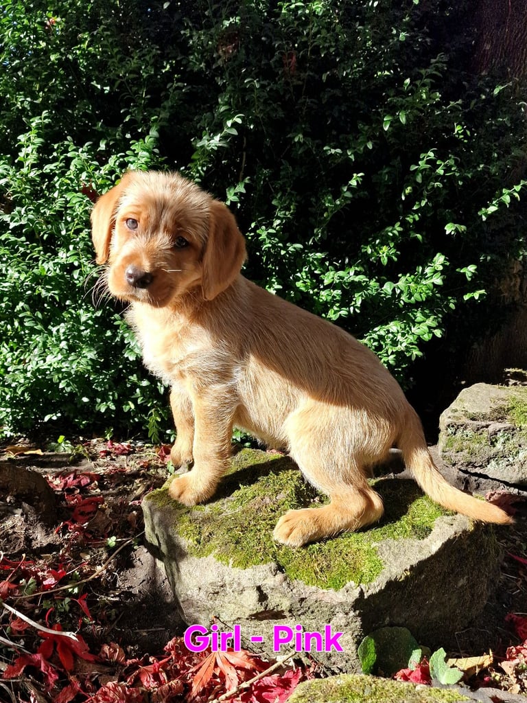 Labrador Cross Pups