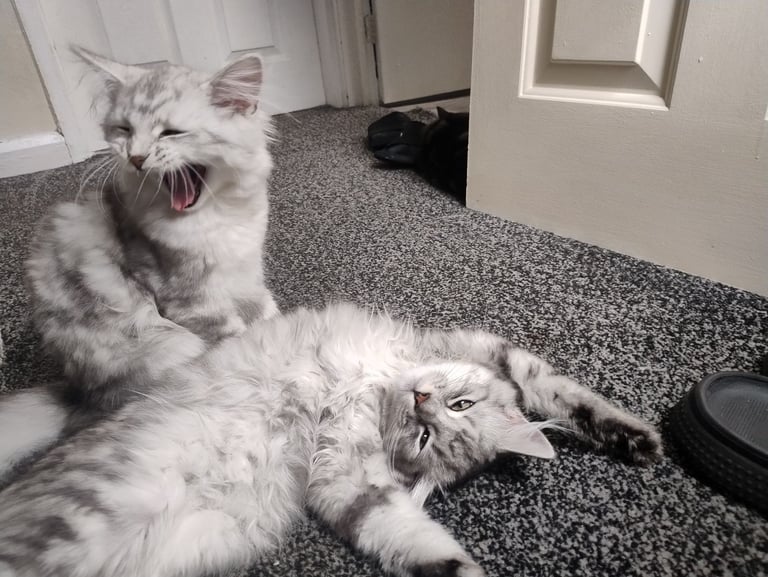 Rare chinchilla Persian Two Kittens And 18 Months Old Maine Coon Female Cat