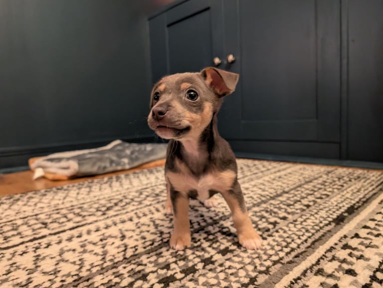 Miniature Blue and Tan Jack Russell 