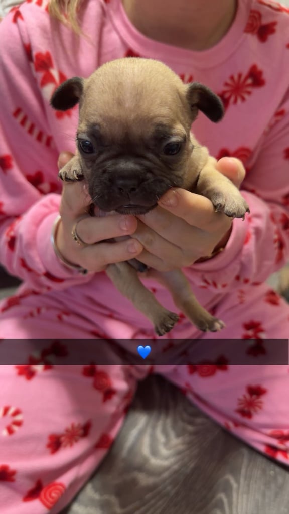 French bull dogs are looking for their forever home