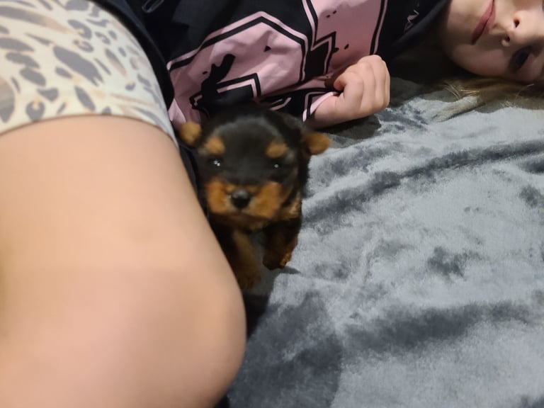 Puppy Yorker Terrier
