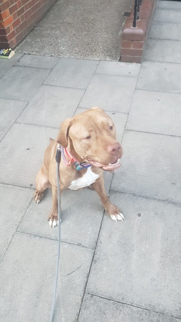 Presa canario 