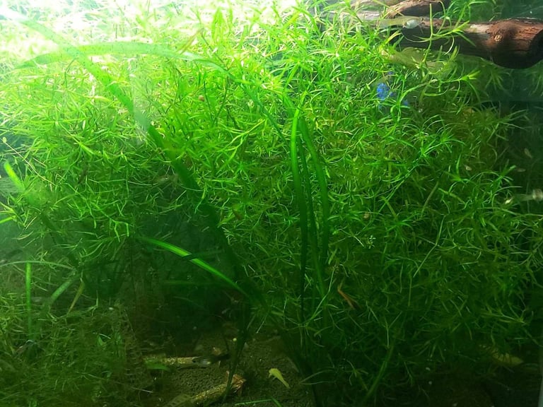 image for guppies grass for sale