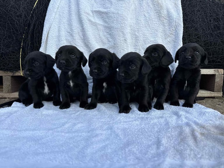 Cocker x Labrador puppies