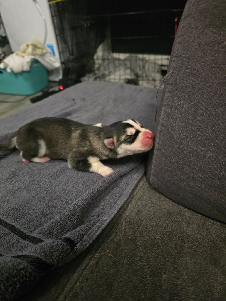 New born Siberian Husky puppy for sale, healthy and ready to go home in 8 weeks.