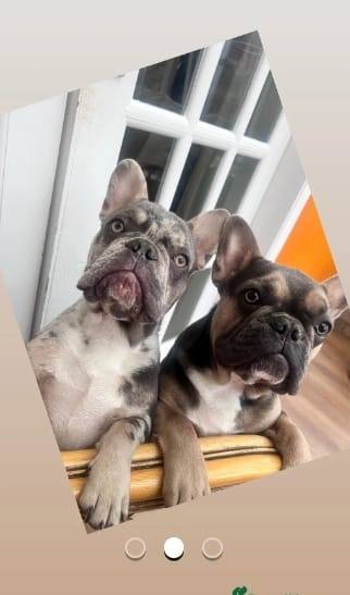 image for Gorgeous french bulldogs 