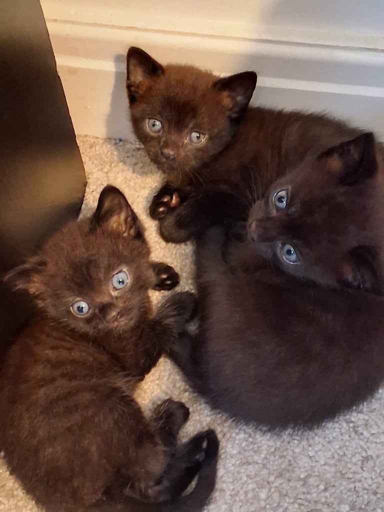 kittens available in bradford 