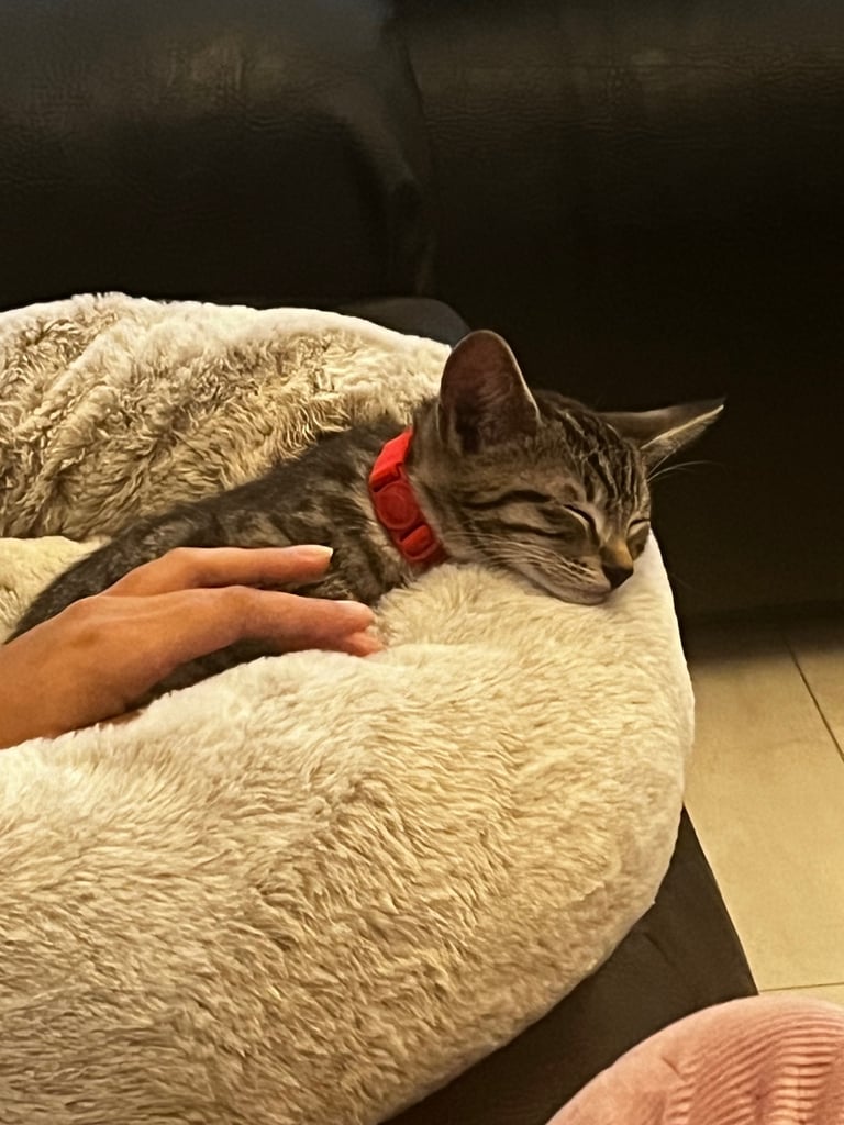 Beautiful & Playful Tabby Cat – Looking for a Loving Home