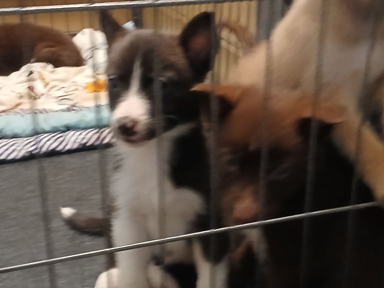Mum is a husky collie cross dad is a malamute husky cross 