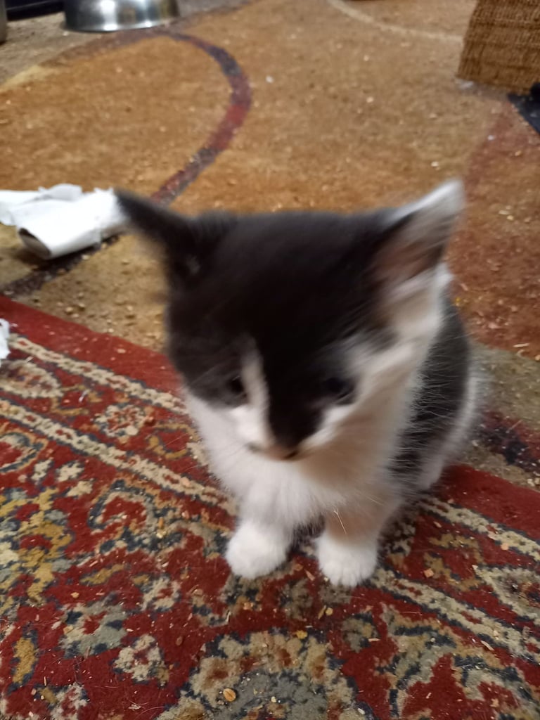 Kitten's for sale 