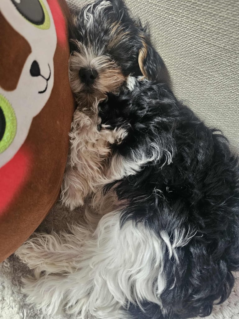 Yorkshire terrier Tricolor.  Ready now