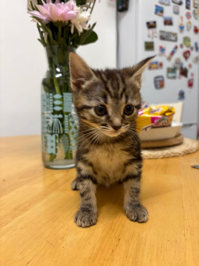 Cute tabby kittens looking lovely home