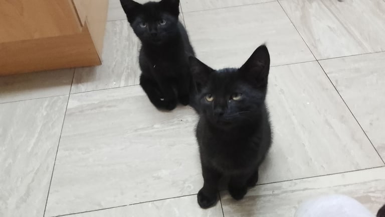 image for friendly kittens