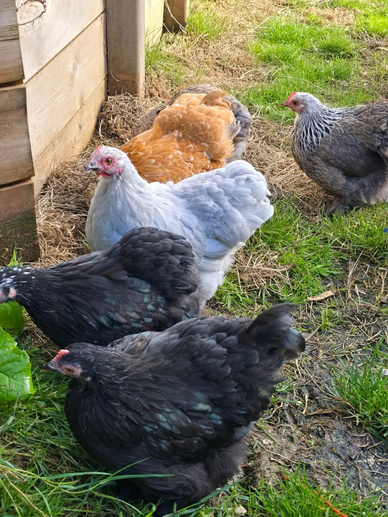 Pekin Bantams POL