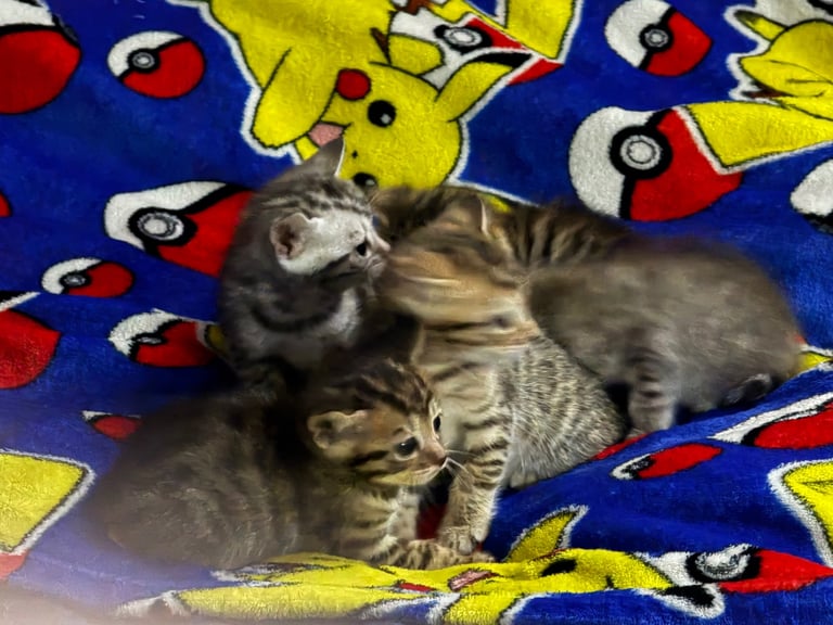 Bengal kittens 