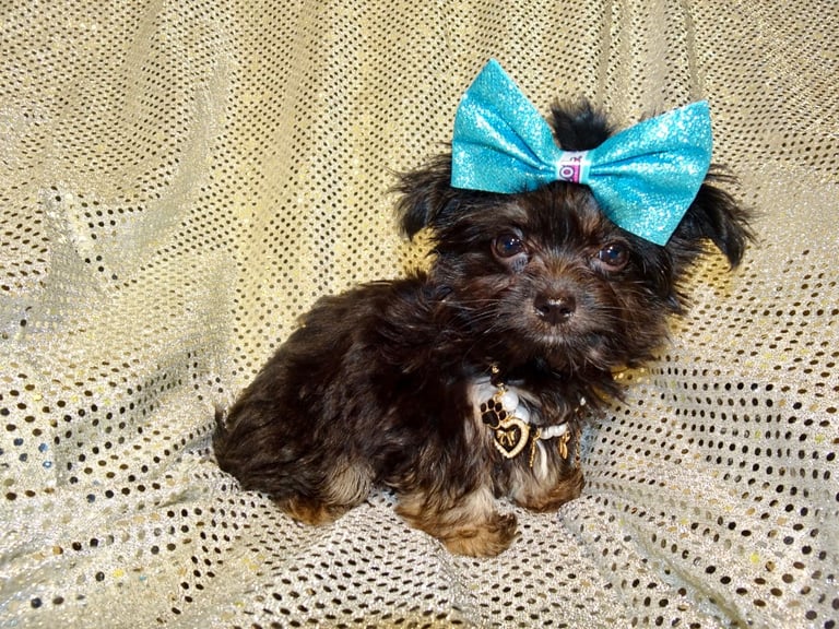 XXXXXXXXS Stunning Micro Tiny Black Blue & Tan Maltese X Chihuahua F1 Malchi Boy Puppy
