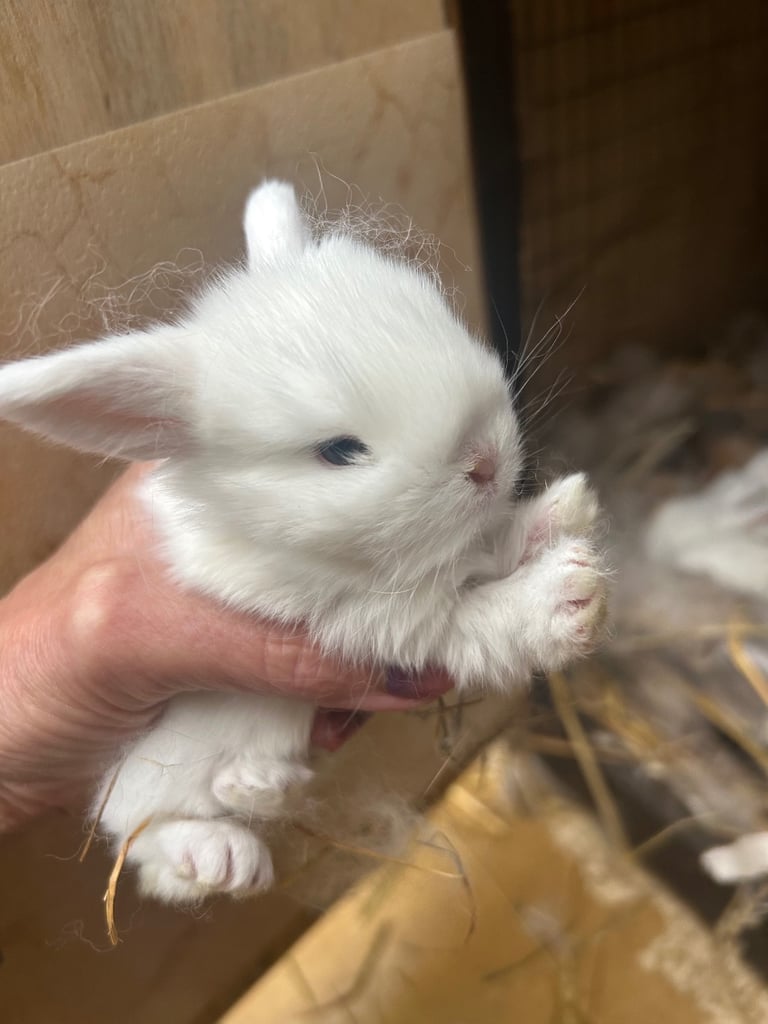 Beautiful Mini lop and Netherland dwarf baby bunnies 