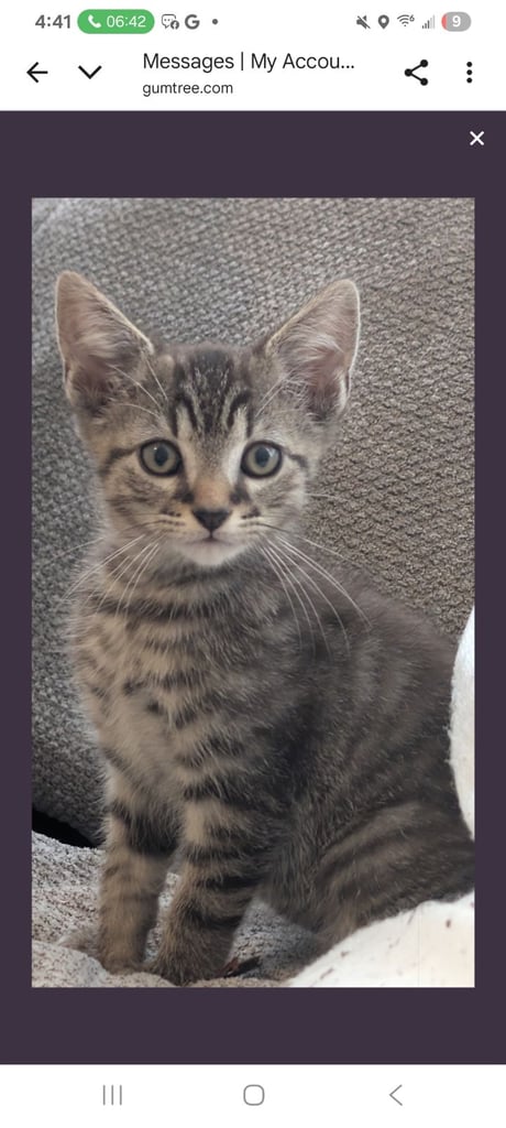 Kitten- Playful loving tabby! 